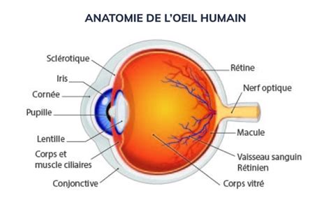 l'oeil meaning.